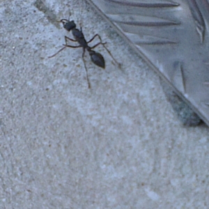 Myrmecia sp. (genus) at Greenway, ACT - 12 Apr 2013