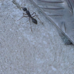 Myrmecia sp. (genus) (Bull ant or Jack Jumper) at Greenway, ACT - 12 Apr 2013 by ozza