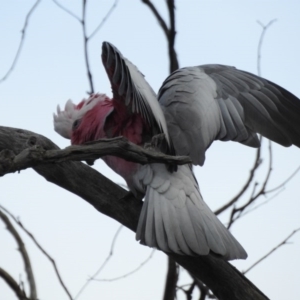 Eolophus roseicapilla at Majura, ACT - 15 Jun 2017