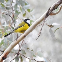 Pachycephala pectoralis (Golden Whistler) at Mount Ainslie - 15 Jun 2017 by Qwerty