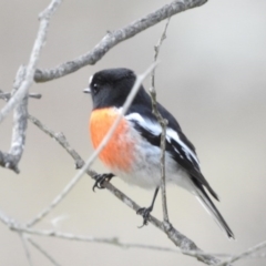 Petroica boodang (Scarlet Robin) at Mount Ainslie - 14 Jun 2017 by Qwerty