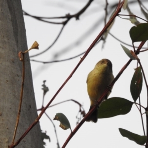 Acanthiza reguloides at Mount Ainslie - 15 Jun 2017 12:00 AM