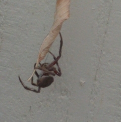 Hortophora sp. (genus) at Monash, ACT - 28 Mar 2016