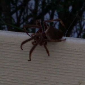 Hortophora sp. (genus) at Monash, ACT - 28 Mar 2016 04:38 PM