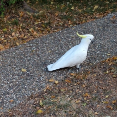 Cacatua galerita (Sulphur-crested Cockatoo) at Monash, ACT - 15 Apr 2016 by ozza