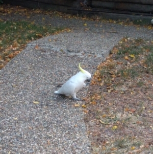 Cacatua galerita at Monash, ACT - 15 Apr 2016