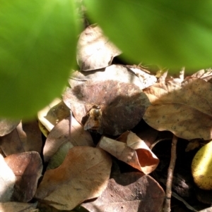 Apis mellifera at Monash, ACT - 14 Aug 2016 12:03 PM