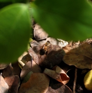 Apis mellifera at Monash, ACT - 14 Aug 2016