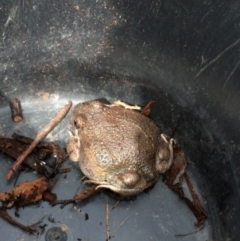 Limnodynastes dumerilii (Eastern Banjo Frog) at Monash, ACT - 25 Sep 2016 by ozza