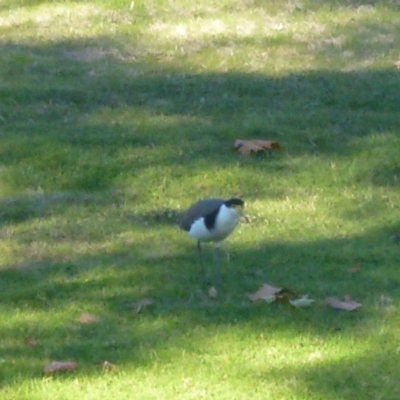 Vanellus miles (Masked Lapwing) at Greenway, ACT - 14 Jun 2017 by ozza