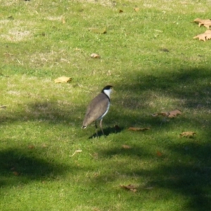 Vanellus miles at Greenway, ACT - 14 Jun 2017