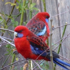 Platycercus elegans at Calwell, ACT - 20 Jun 2013