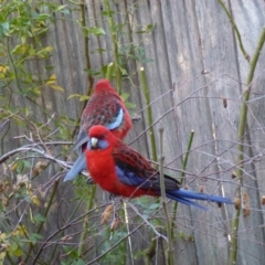 Platycercus elegans at Calwell, ACT - 20 Jun 2013 10:33 AM