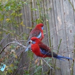 Platycercus elegans at Calwell, ACT - 20 Jun 2013