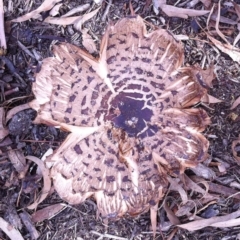 Chlorophyllum sp. at Hughes, ACT - 16 Jun 2017 by ruthkerruish