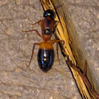 Camponotus consobrinus (Banded sugar ant) at Monash, ACT - 20 Dec 2016 by ozza