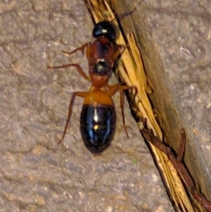 Camponotus consobrinus at Monash, ACT - 20 Dec 2016