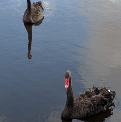 Cygnus atratus (Black Swan) at Tuggeranong Creek to Monash Grassland - 25 Dec 2016 by ozza