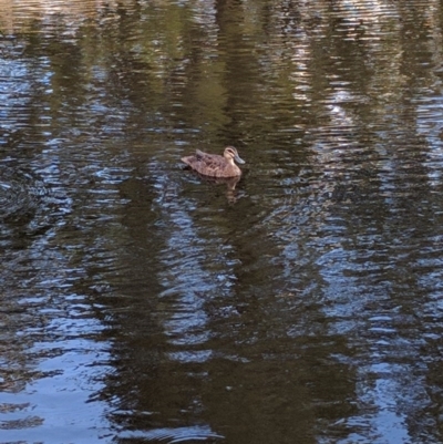 Anas superciliosa (Pacific Black Duck) at Isabella Pond - 25 Dec 2016 by ozza