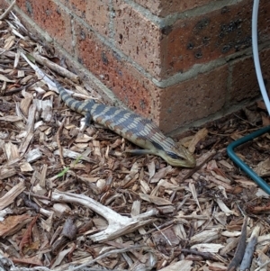 Tiliqua scincoides scincoides at Monash, ACT - 29 Dec 2016 02:03 PM