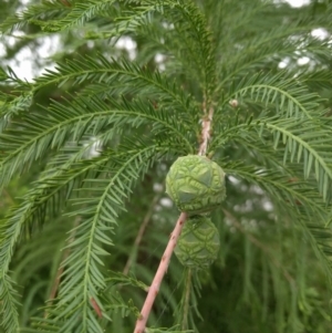 Taxodium distichum at Greenway, ACT - 19 Jan 2017 01:01 PM