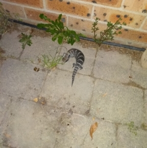 Tiliqua scincoides scincoides at Monash, ACT - 30 Jan 2017 08:34 PM