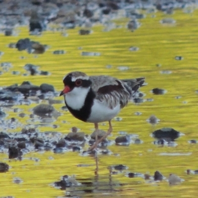 Charadrius melanops (Black-fronted Dotterel) at Paddys River, ACT - 29 Jan 2017 by MichaelBedingfield