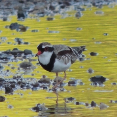 Charadrius melanops (Black-fronted Dotterel) at Paddys River, ACT - 29 Jan 2017 by michaelb