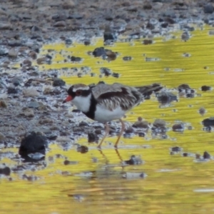 Charadrius melanops at Paddys River, ACT - 29 Jan 2017