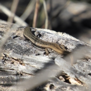 Morethia boulengeri at Belconnen, ACT - 3 Jun 2017 12:28 PM