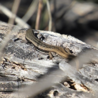 Morethia boulengeri (Boulenger's Skink) at Woodstock Nature Reserve - 3 Jun 2017 by KShort