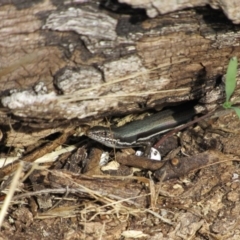 Morethia boulengeri (Boulenger's Skink) at Woodstock Nature Reserve - 3 Jun 2017 by KShort