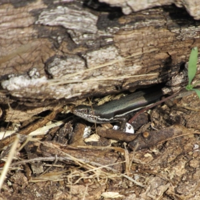 Morethia boulengeri (Boulenger's Skink) at Belconnen, ACT - 3 Jun 2017 by KShort