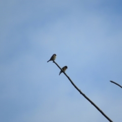 Carduelis carduelis (European Goldfinch) at Molonglo River Reserve - 3 Jun 2017 by KShort