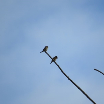 Carduelis carduelis (European Goldfinch) at Stromlo, ACT - 3 Jun 2017 by KShort