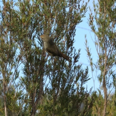 Acanthiza pusilla (Brown Thornbill) at Woodstock Nature Reserve - 3 Jun 2017 by KShort