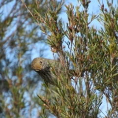 Acanthiza pusilla at Belconnen, ACT - 3 Jun 2017