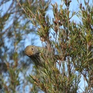 Acanthiza pusilla at Belconnen, ACT - 3 Jun 2017