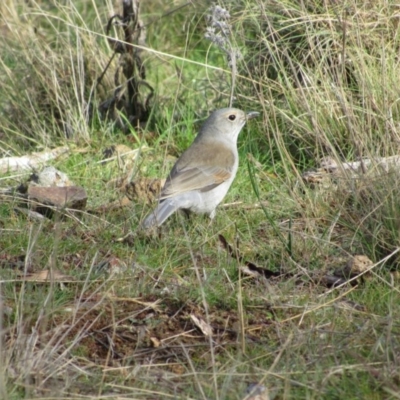 Colluricincla harmonica (Grey Shrikethrush) at Belconnen, ACT - 3 Jun 2017 by KShort