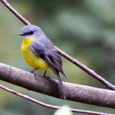 Eopsaltria australis (Eastern Yellow Robin) at ANBG - 15 Jun 2017 by Alison Milton