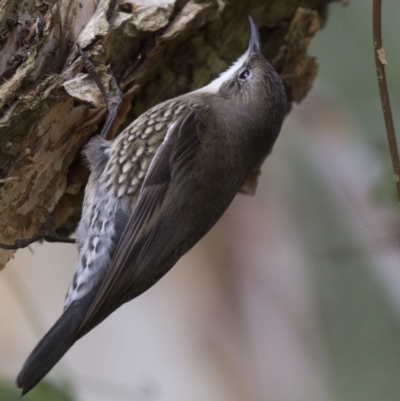 Cormobates leucophaea (White-throated Treecreeper) at Acton, ACT - 16 Jun 2017 by AlisonMilton