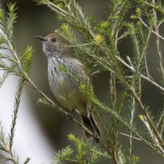 Acanthiza pusilla (Brown Thornbill) at Acton, ACT - 16 Jun 2017 by AlisonMilton