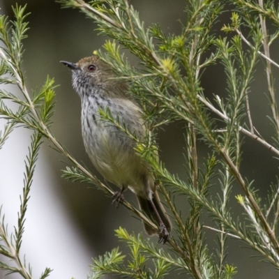 Acanthiza pusilla (Brown Thornbill) at ANBG - 16 Jun 2017 by Alison Milton