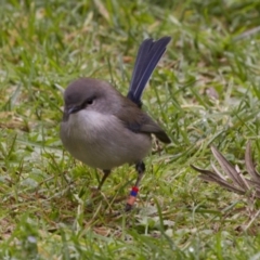 Malurus cyaneus (Superb Fairywren) at Acton, ACT - 16 Jun 2017 by Alison Milton