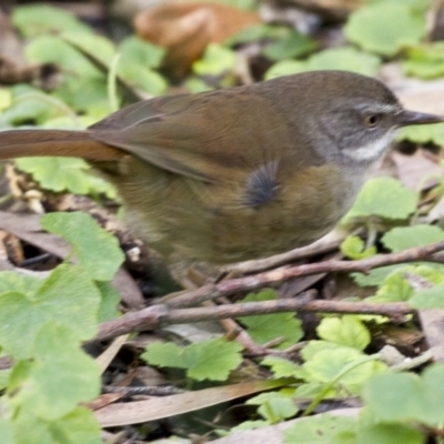 Sericornis frontalis (White-browed Scrubwren) at ANBG - 16 Jun 2017 by Alison Milton