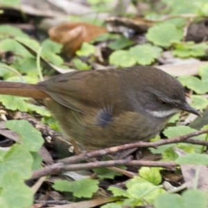 Sericornis frontalis at Acton, ACT - 16 Jun 2017