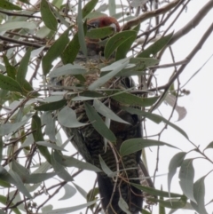 Callocephalon fimbriatum (Gang-gang Cockatoo) at ANBG - 16 Jun 2017 by Alison Milton