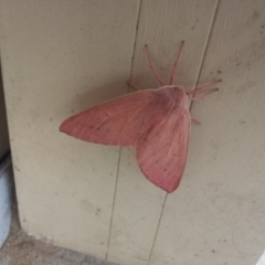 Arhodia lasiocamparia (Pink Arhodia (Oenochrominae)) at Karabar, NSW - 24 Dec 2016 by AlisonMilton