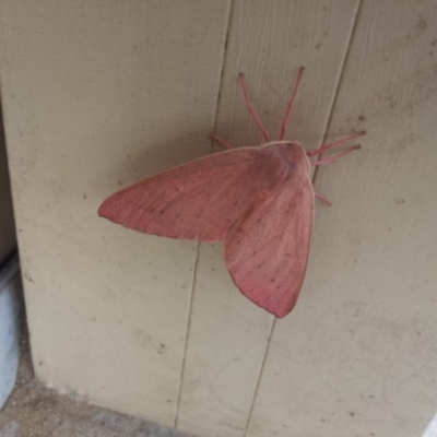 Arhodia lasiocamparia (Pink Arhodia (Oenochrominae)) at Karabar, NSW - 24 Dec 2016 by AlisonMilton