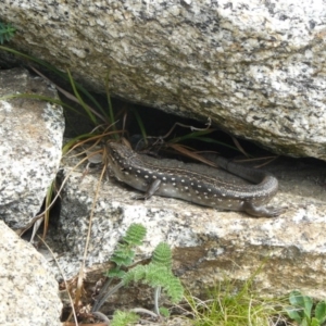 Liopholis guthega at Kosciuszko National Park, NSW - suppressed